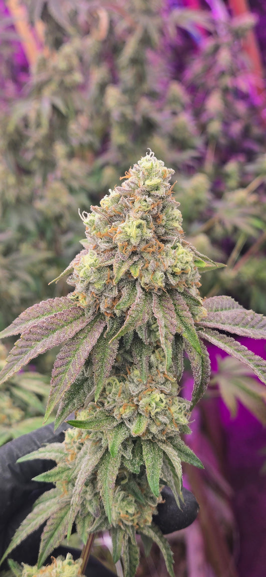 Rainbow Belts 2.0 Slips