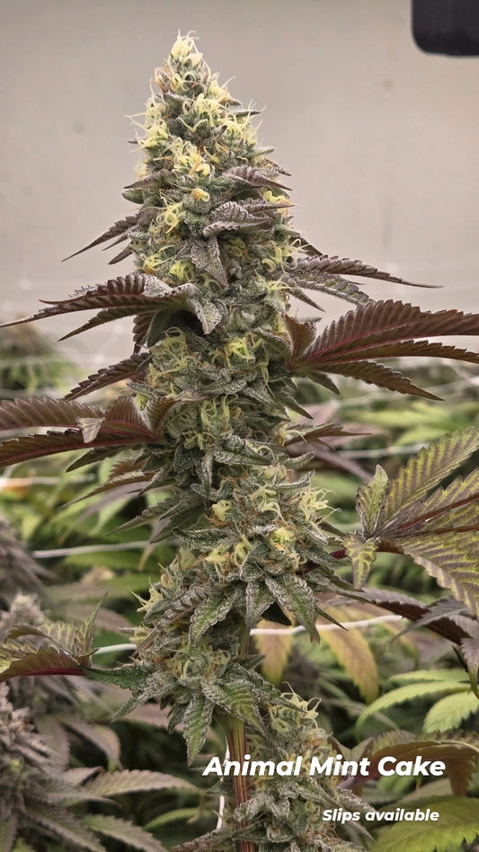 Animal Mint Cake slips